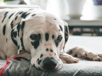 Are Dalmatians Predisposed to Deafness? Vet-Verified Genetic Facts & Advice