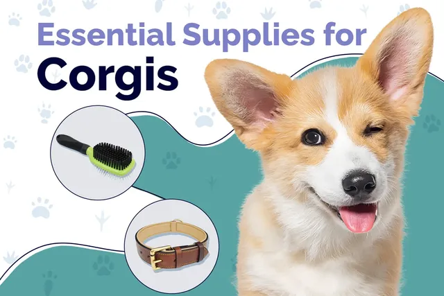 11 Essential Corgi Supplies to Get You Started: 2026 Vet-Reviewed Guide