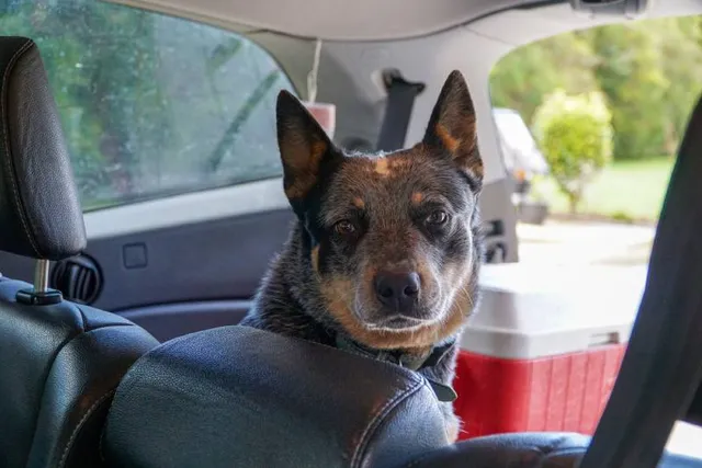 Why Is My Dog Scared of Car Rides? 5 Vet-Verified Causes & How to Help