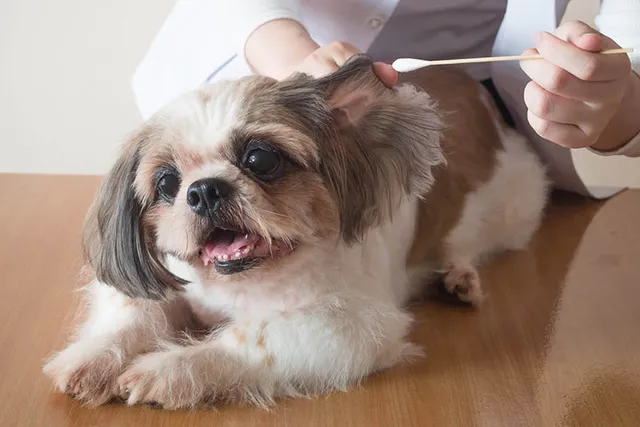How to Clean Shih Tzu Ears: Vet-Approved Steps & Additional Tips