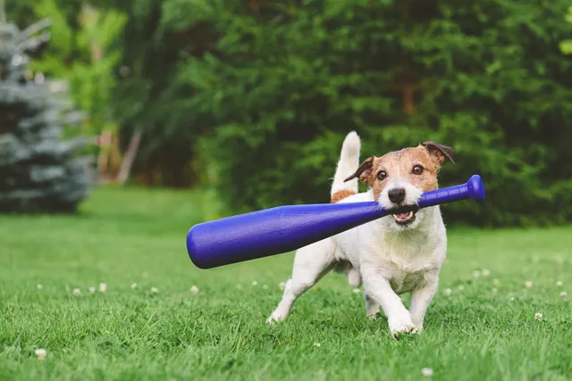 Bark in the Park With the Durham Bulls: 2026 Guide