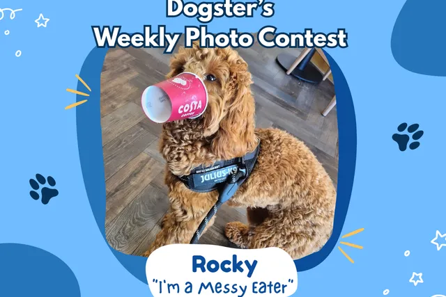 Dogster’s Weekly Photo Contest Winners: I'm a Messy Eater (March 26, 2026)