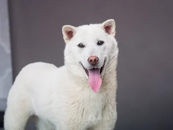 Kishu Ken Dog Breed Guide: Info, Pictures, Traits & Care