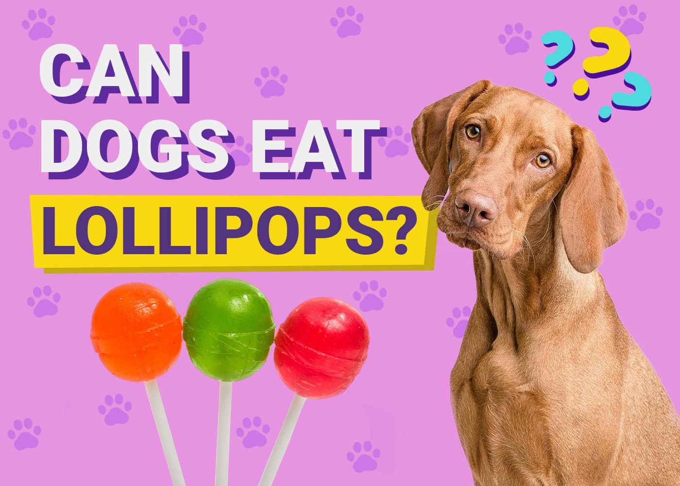 Can Dogs Eat Lollipops? Vet-Reviewed Facts & FAQ