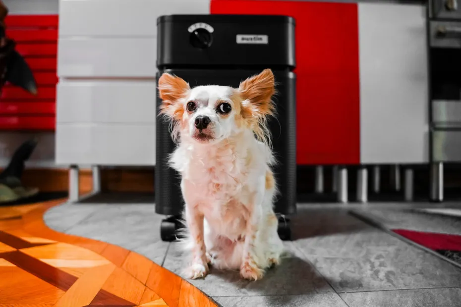 Austin Air air purifier