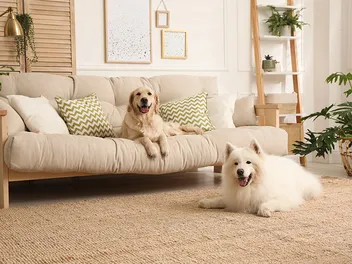 How to Tell If Your House Smells Like Dog & Effective Tips to Remove It