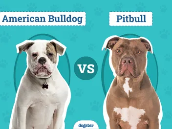 American Bulldog vs Pitbull: Main Differences (With Pictures)
