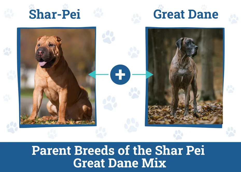 Shar Pei Great Dane Mix