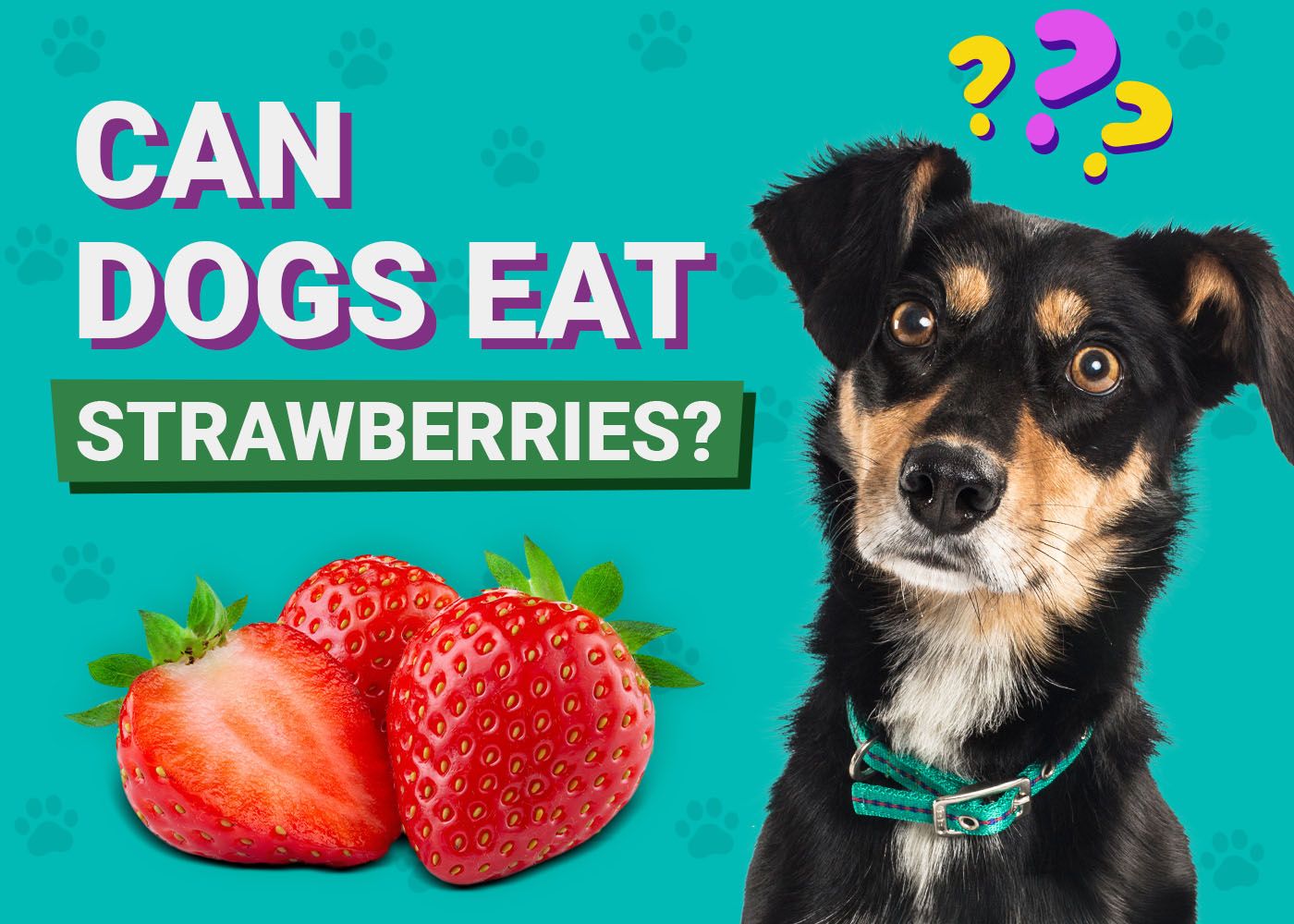 Can Dogs Eat Strawberries