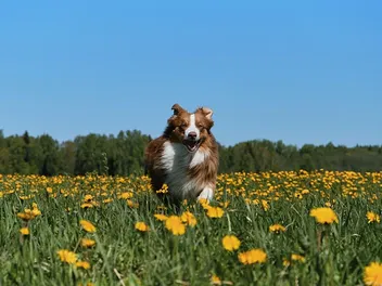 Are There Energy Boosters for Dogs? 6 Vet-Approved Ways to Do It