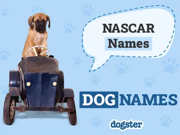 135+ NASCAR Dog Names: Fun Options For Your Racing Pet