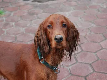 How to Get Rid of Wet Dog Smell: 7 Vet-Reviewed Steps