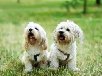 Bolonoodle (Bolognese & Poodle Mix): Info, Pictures, Care & More