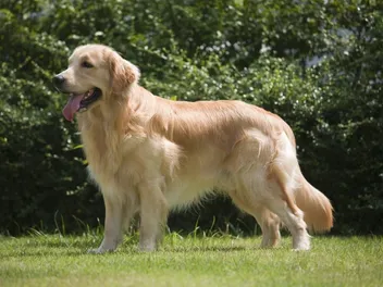 History of the Golden Retriever: Info, Origins & More