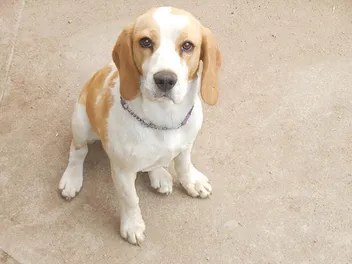 How to Clean a Beagle's Ears: 6 Vet-Approved Steps