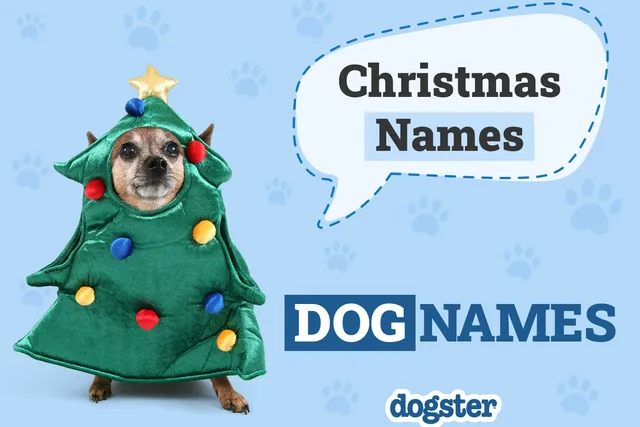 200+ Incredible and Festive Christmas Names for Dogs