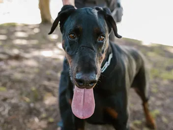 Do Dobermans Make Good Guard Dogs? Training, Pros & Cons