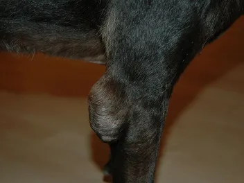 Elbow Hygroma in Dogs: Signs, Causes & Care (Vet Answer)