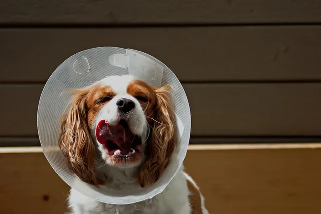 When to Take a Cone Off a Dog After Neutering: Vet-Verified Care Tips