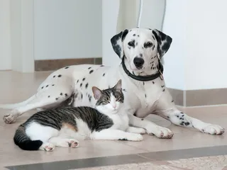 Are Dalmatians Good With Cats? Vet-Verified Facts & FAQ
