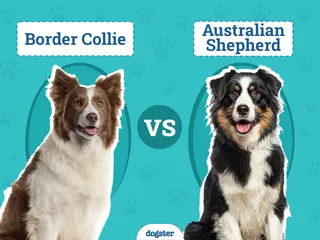 Border Collie vs Australian Shepherd: The Differences (With Pictures)