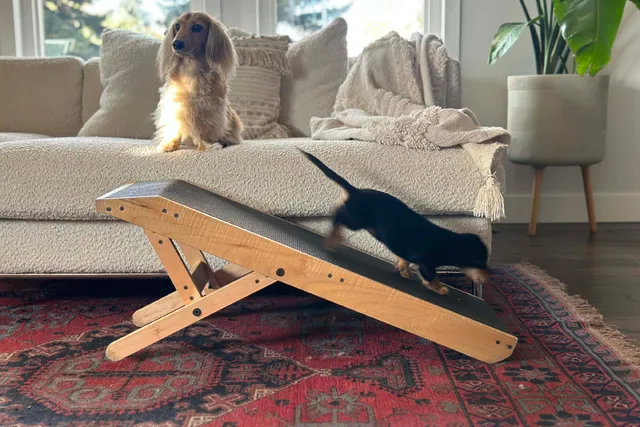 Low Riders, High Safety: Creating a Dachshund-Friendly Home