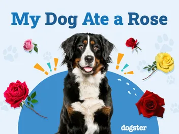 My Dog Ate a Rose, What Should I Do? Vet-Reviewed Facts, Complications & FAQ