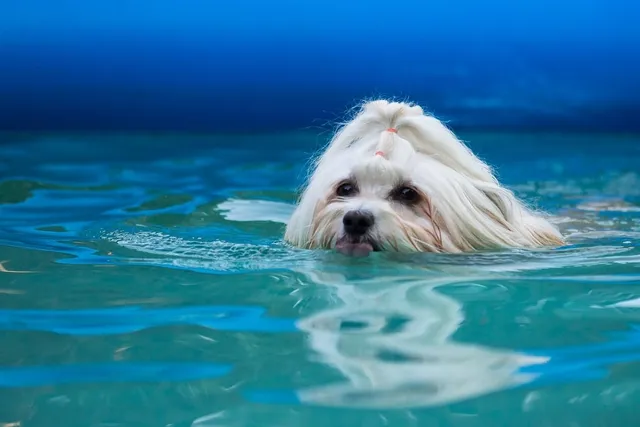 Do Havanese Like Water? Swimming & Vet-Reviewed Safety Tips