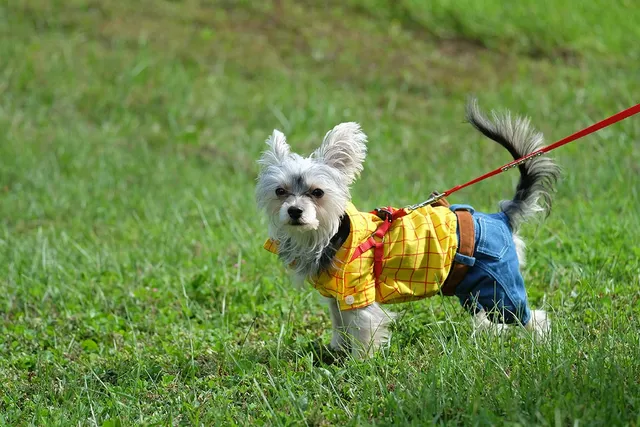 Fourche Terrier (Westie & Yorkie Mix): Info, Pictures & Care Guide