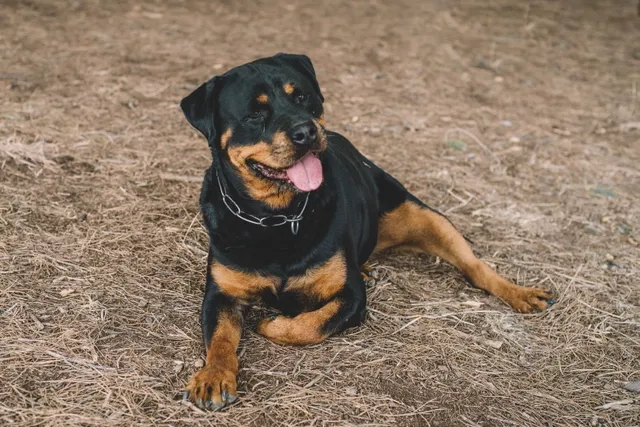 10 Most Expensive Dog Breeds for Pet Insurance (With Info & Pictures)