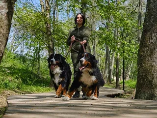 How Protective Are Bernese Mountain Dogs? Berners' Temperament Explained