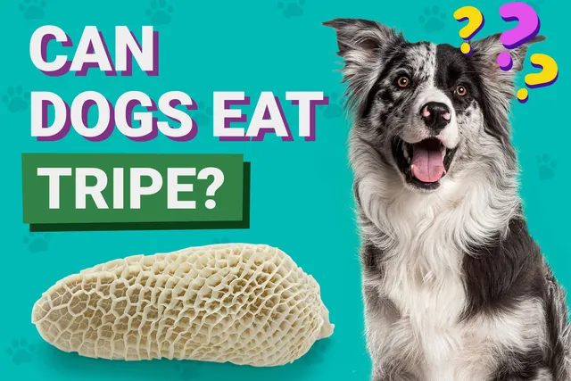 Can Dogs Eat Tripe? Vet-Reviewed Dietary Guidance