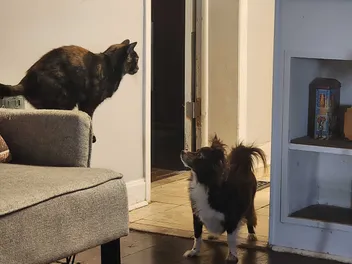 Is Penny Really My Dog, or Is She My Fourth Cat? Meet Savanna's Cats!