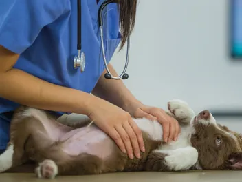 Puppy Diseases & Other Conditions to Worry About