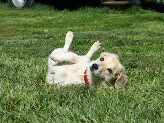 10 Dumbest Dog Breeds: Canine Intelligence Ranking