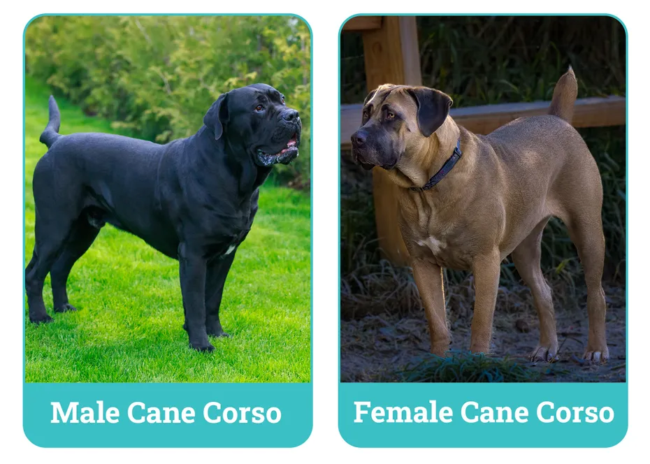 Male vs. Female Cane Corso Side By Side