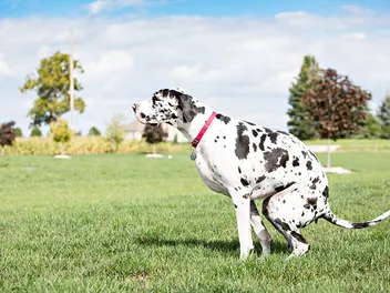 How to Potty Train a Great Dane (10 Tips & Tricks)