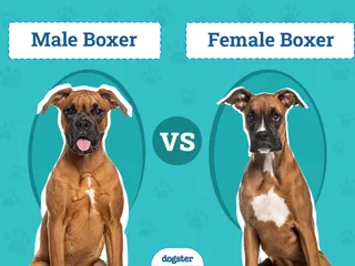 Male vs Female Boxer Dog: Notable Differences (With Info & Pictures)