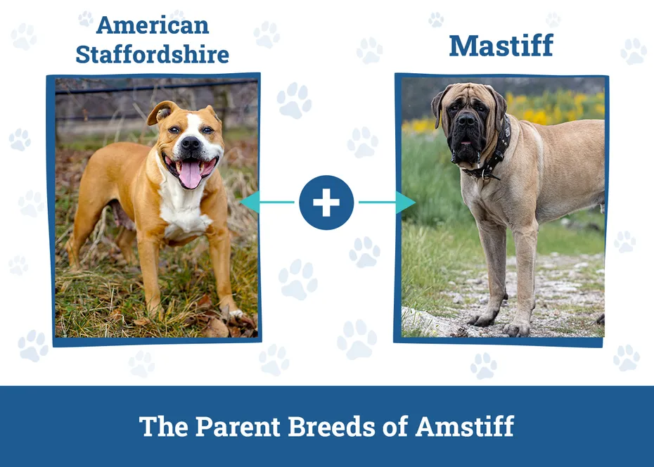 Parent Breeds of Amstiff