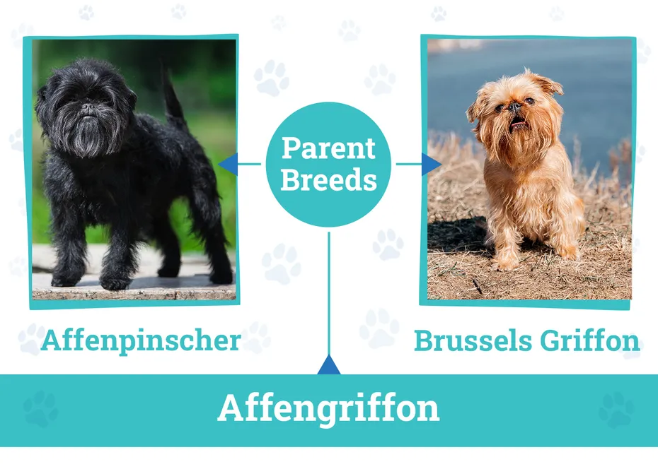 Parent Breeds of the Affengriffon