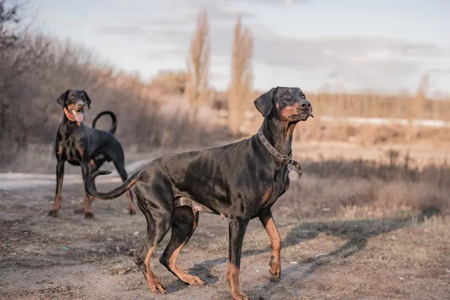 When Does a Doberman Go Into Heat? Vet Approved Facts & FAQ