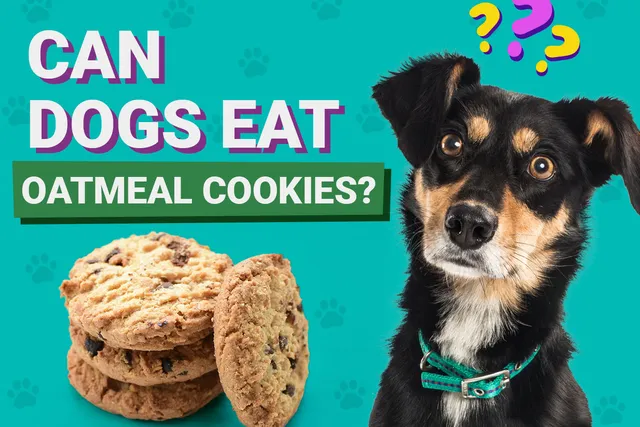 Can Dogs Eat Oatmeal Cookies? Vet-Verified Nutrition Facts & Info
