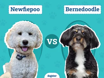 Newfiepoo vs Bernedoodle: Differences Explained (With Pictures)