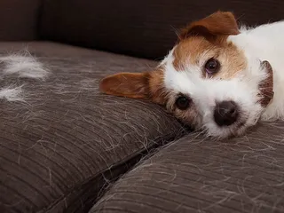 Is My Puppy Supposed to Shed? Vet-Verified Facts & Info