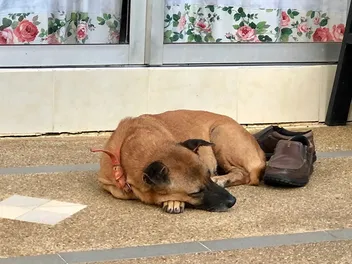 How to Get Dog Poop Smell & Stains Out of Shoes: 5 Effective Ways