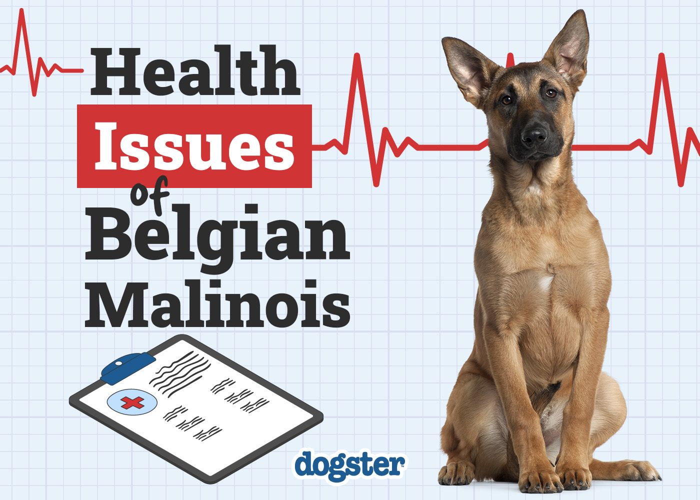 Dogster_Health Problems of Belgian Malinois