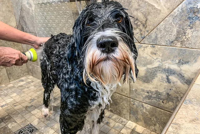 Portuguese Water Dog Grooming: 7 Easy & Effective Tips