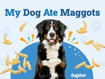 My Dog Ate Maggots: Should I Be Worried? (Vet Answer)