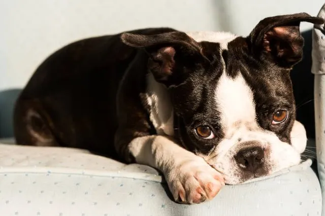 16 Dogs Prone to Cherry Eye: Vet-Reviewed Facts