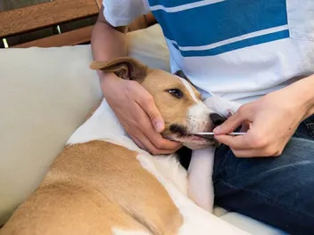 How Accurate Are Dog DNA Tests? Vet-Approved Tips on How to Use One